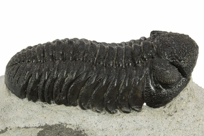 Detailed Morocops Trilobite - Nice Eye Facets #311073